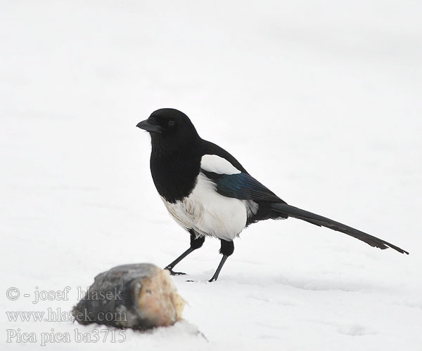 Pica pica Magpie Black-billed Common Cabaire breac Magaide