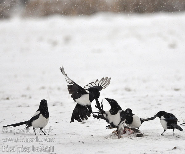 Magpie Black-billed Common Cabaire breac Magaide