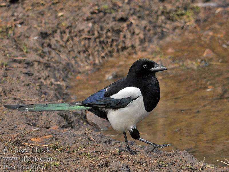 Pica pica Magpie Elster