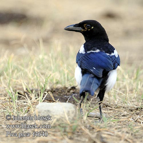 Pica pica Magpie Black-billed Common Cabaire breac Magaide