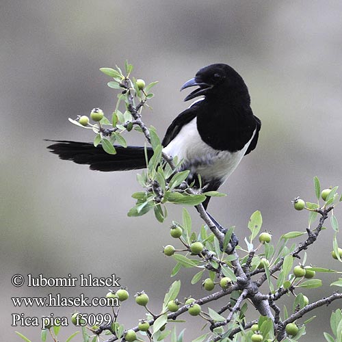 Urraca Arrendajo funesto Urraca Pico Negro Garsa Gaig