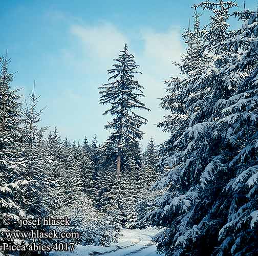 Picea abies Gemeine Fichte Rød-Gran Norway Spruce Épicéa commun