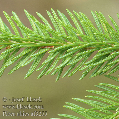 Picea abies Świerk pospolity Smreka Gran Norway Spruce Kuusi metsäkuusi