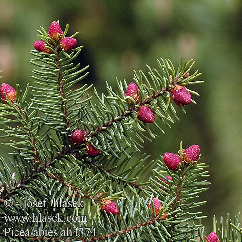 Picea abies Gemeine Fichte Rød-Gran Gran Norway Spruce Épicéa commun