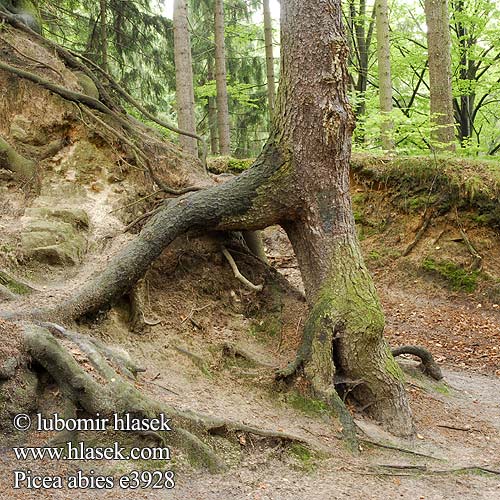 Picea abies Kuusi metsäkuusi Smrek obyčajný Smrk obecný ztepilý