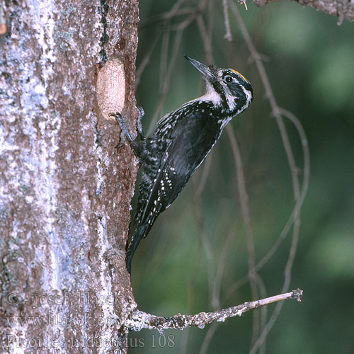 Picoides tridactylus Three-toed Woodpecker Dreizehenspecht Pic tridactyle Pico Tridáctilo Datlík tříprstý Tretået Spætte Drieteenspecht Pohjantikka Picchio tridattilo Tretåspett Tretåig hackspett 三趾啄木鸟 Трехпалый дятел ミユビゲラ 세가락딱다구리 Τριδάχτυλος Дятел трипалий Dzięcioł trójpalczasty Háromujjú harkály hőcsik Ďateľ trojprstý Kolmvarvas-rähn