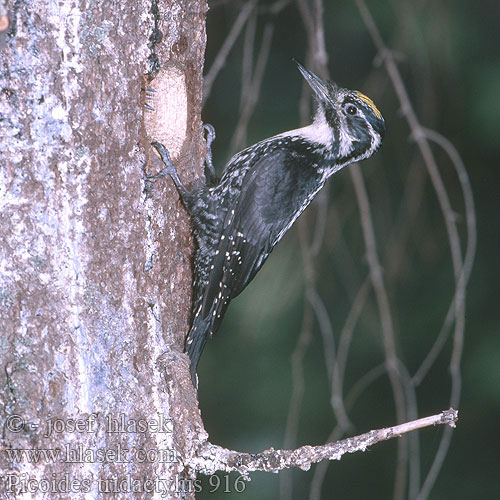 Picoides tridactylus 916