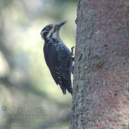 Picoides tridactylus Three-toed Woodpecker Dreizehenspecht Pic tridactyle Pico Tridáctilo datlík tříprstý Tretået Spætte Drieteenspecht Pohjantikka Picchio tridattilo Tretåspett Tretåig hackspett 三趾啄木鸟 Трехпалый дятел ミユビゲラ 세가락딱다구리 Τριδάχτυλος Дятел трипалий Dzięcioł trójpalczasty háromujjú harkály hőcsik ďateľ trojprstý Kolmvarvas-rähn