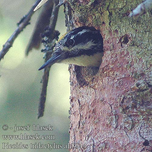 Picoides tridactylus ah8044