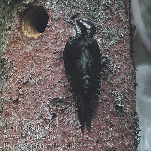 Picoides tridactylus Drieteenspecht Pohjantikka Picchio tridattilo Tretåspett Tretåig hackspett 三趾啄木鸟 Трехпалый дятел ミユビゲラ 세가락딱다구리 Τριδάχτυλος Дятел трипалий Dzięcioł trójpalczasty háromujjú harkály hőcsik ďateľ trojprstý Kolmvarvas-rähn Three-toed Woodpecker Dreizehenspecht Pic tridactyle Pico Tridáctilo datlík tříprstý Tretået Spætte