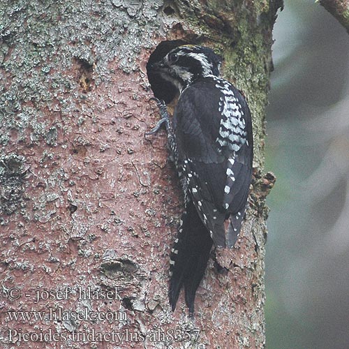 Picoides tridactylus Picchio tridattilo Tretåspett Tretåig hackspett 三趾啄木鸟 Трехпалый дятел ミユビゲラ 세가락딱다구리 Τριδάχτυλος Дятел трипалий Dzięcioł trójpalczasty háromujjú harkály hőcsik ďateľ trojprstý Kolmvarvas-rähn Three-toed Woodpecker Dreizehenspecht Pic tridactyle Pico Tridáctilo datlík tříprstý Tretået Spætte