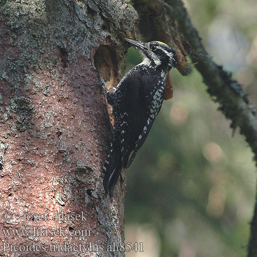 Picoides tridactylus Дятел трипалий Dzięcioł trójpalczasty háromujjú harkály hőcsik ďateľ trojprstý Kolmvarvas-rähn Three-toed Woodpecker Dreizehenspecht Pic tridactyle Pico Tridáctilo datlík tříprstý Tretået Spætte Drieteenspecht Pohjantikka Picchio tridattilo Tretåspett Tretåig hackspett 三趾啄木鸟 Трехпалый дятел ミユビゲラ 세가락딱다구리 Τριδάχτυλος