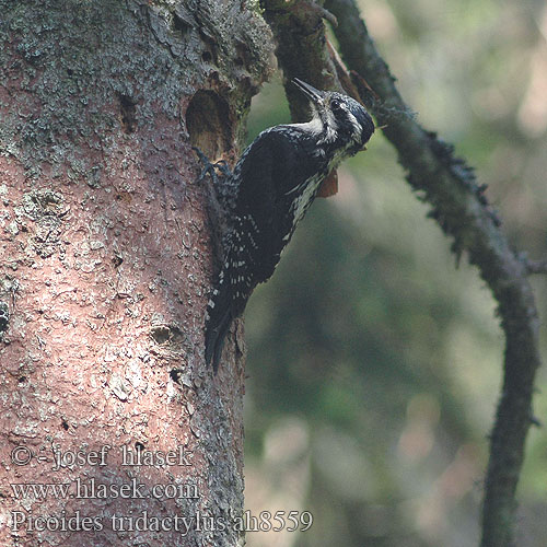 Picoides tridactylus Dzięcioł trójpalczasty háromujjú harkály hőcsik ďateľ trojprstý Kolmvarvas-rähn Three-toed Woodpecker Dreizehenspecht Pic tridactyle Pico Tridáctilo datlík tříprstý Tretået Spætte Drieteenspecht Pohjantikka Picchio tridattilo Tretåspett Tretåig hackspett 三趾啄木鸟 Трехпалый дятел ミユビゲラ 세가락딱다구리 Τριδάχτυλος