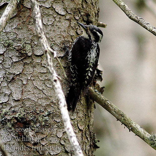 Picoides tridactylus Three-toed Woodpecker Dreizehenspecht Pic tridactyle Pico Tridáctilo datlík tříprstý Tretået Spætte Drieteenspecht Pohjantikka Picchio tridattilo Tretåspett Tretåig hackspett 三趾啄木鸟 Трехпалый дятел ミユビゲラ 세가락딱다구리 Τριδάχτυλος Дятел трипалий Dzięcioł trójpalczasty háromujjú harkály hőcsik ďateľ trojprstý Kolmvarvas-rähn