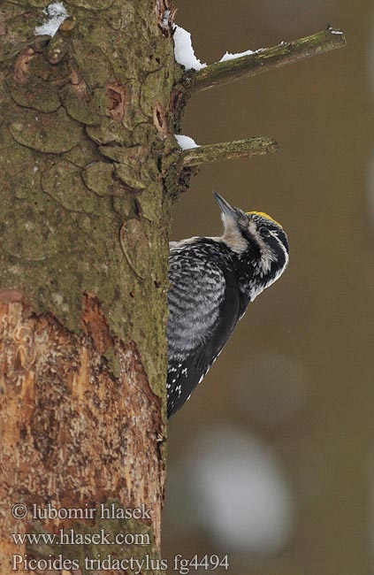 Picoides tridactylus Three-toed Woodpecker Dreizehenspecht Datlík tříprstý