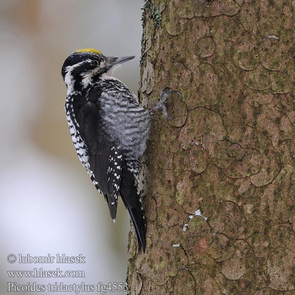 Picoides tridactylus Three-toed Woodpecker Dreizehenspecht Datlík tříprstý