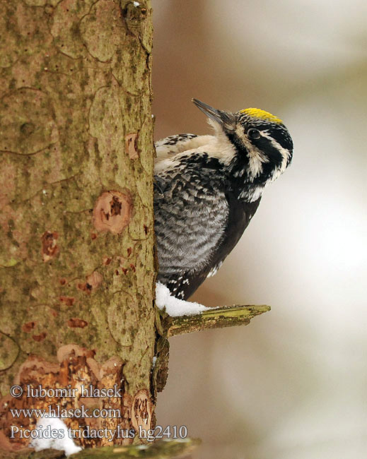 Picoides tridactylus Three-toed Woodpecker Dreizehenspecht Datlík tříprstý