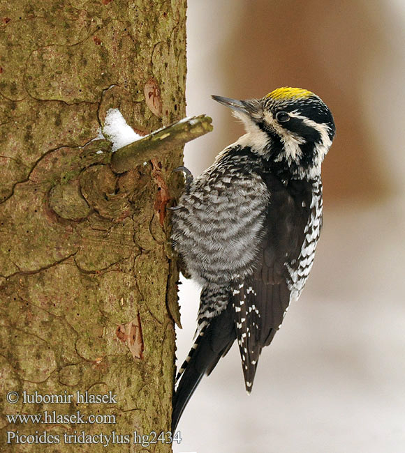 Picoides tridactylus Three-toed Woodpecker Dreizehenspecht Datlík tříprstý