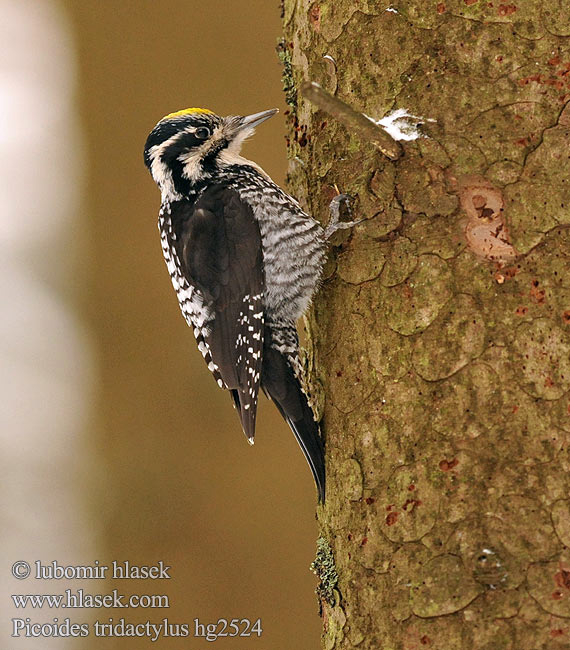 Picoides tridactylus Three-toed Woodpecker Dreizehenspecht Datlík tříprstý