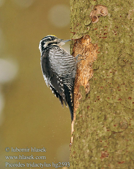 Picoides tridactylus Three-toed Woodpecker Dreizehenspecht Datlík tříprstý