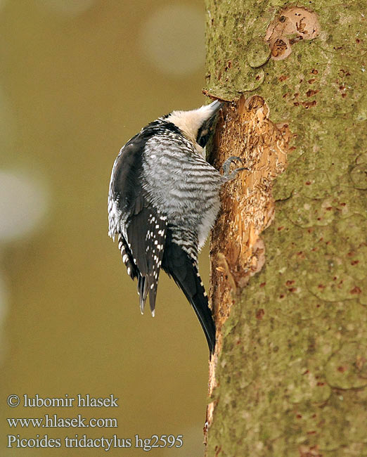 Picoides tridactylus Three-toed Woodpecker Dreizehenspecht Datlík tříprstý