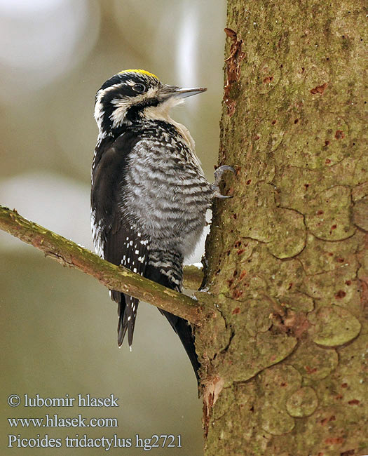 Picoides tridactylus Three-toed Woodpecker Dreizehenspecht Datlík tříprstý