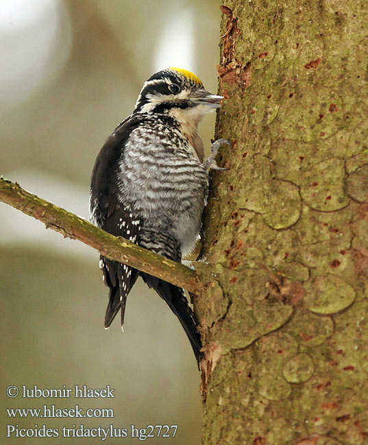 Picoides tridactylus Three-toed Woodpecker Dreizehenspecht Datlík tříprstý