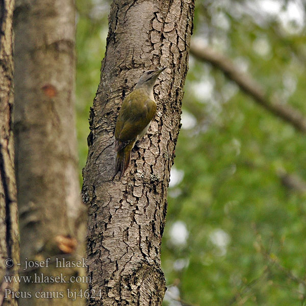 Picus canus bj4624