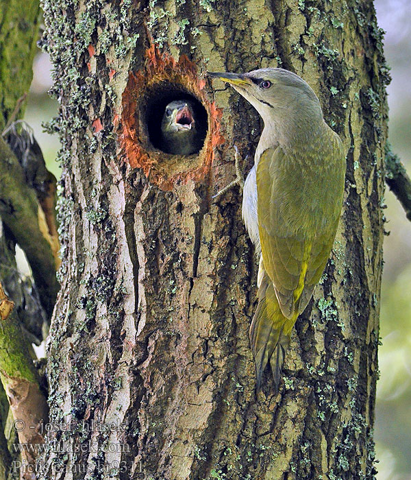Grey-faced Woodpecker Picus canus