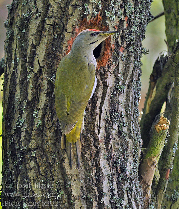 Grauspecht Picus canus