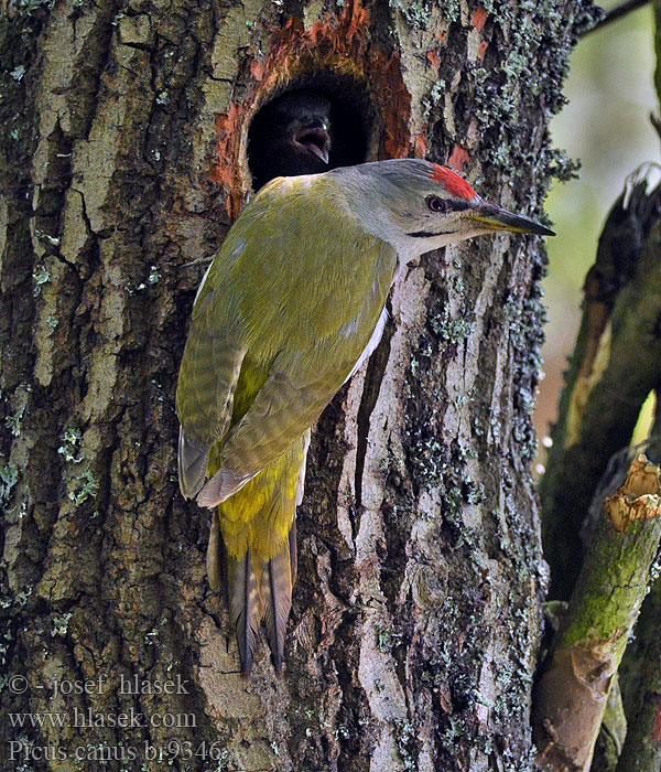 Grauspecht Picus canus