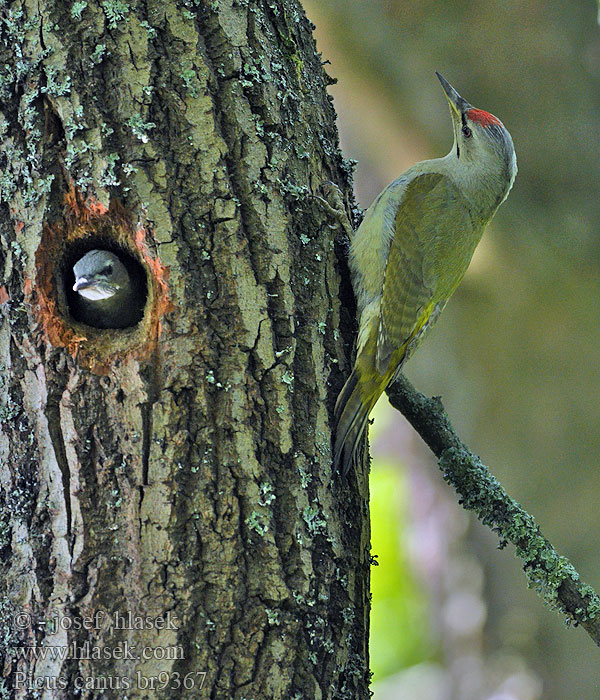 Harmaapäätikka Picus canus