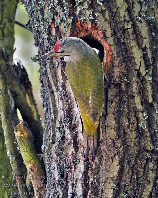 ヤマゲラ Gråspætte Picus canus