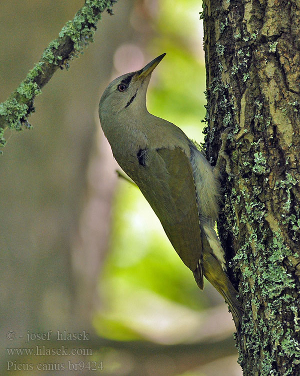 청딱다구리 Grijskopspecht Picus canus