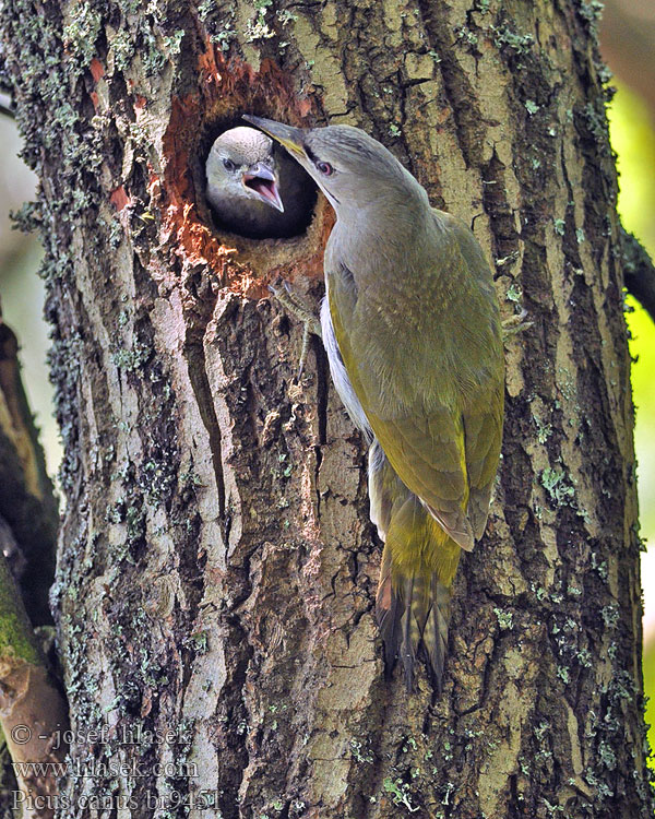 Дятел седой Picus canus