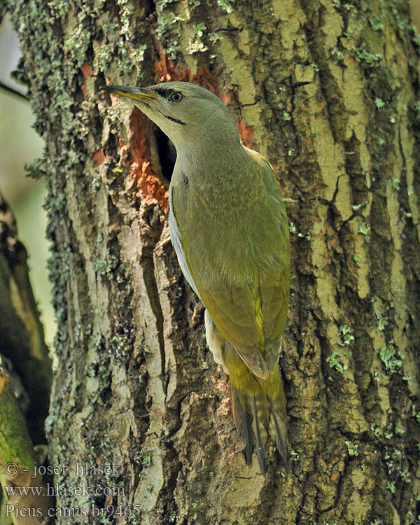 Gråspætte Picus canus