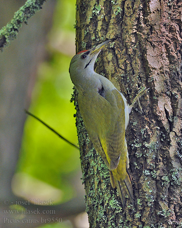 Grijskopspecht Picus canus