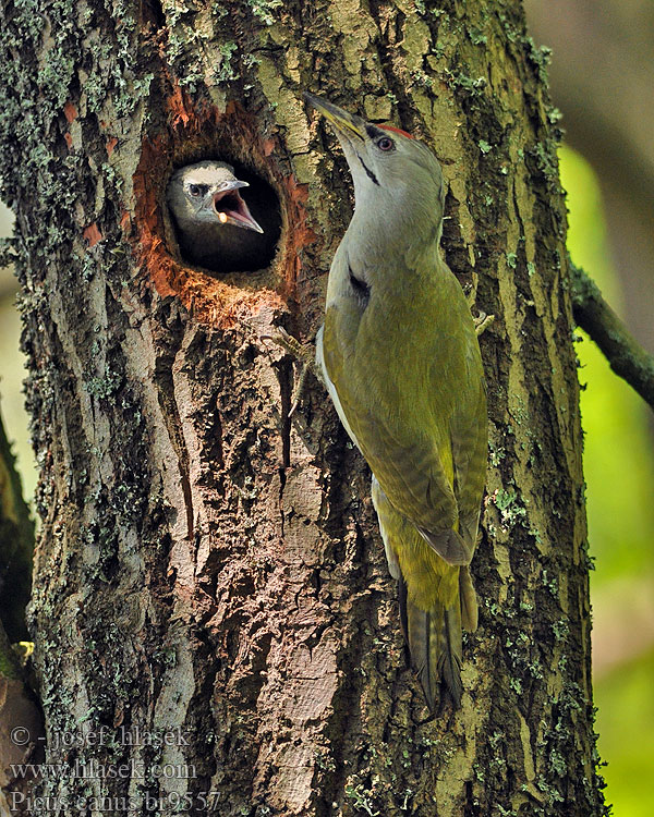 Σταχτοτσικλιτάρα Picus canus