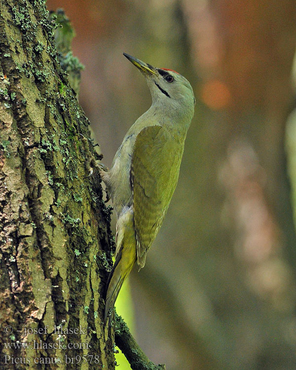 Dzięcioł zielonosiwy Picus canus