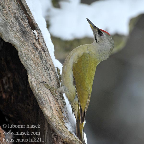 Picus canus hf8211