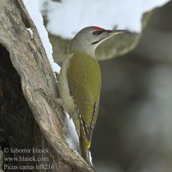 Picus canus Žluna šedá Grey-faced Woodpecker Grauspecht Pito Cano