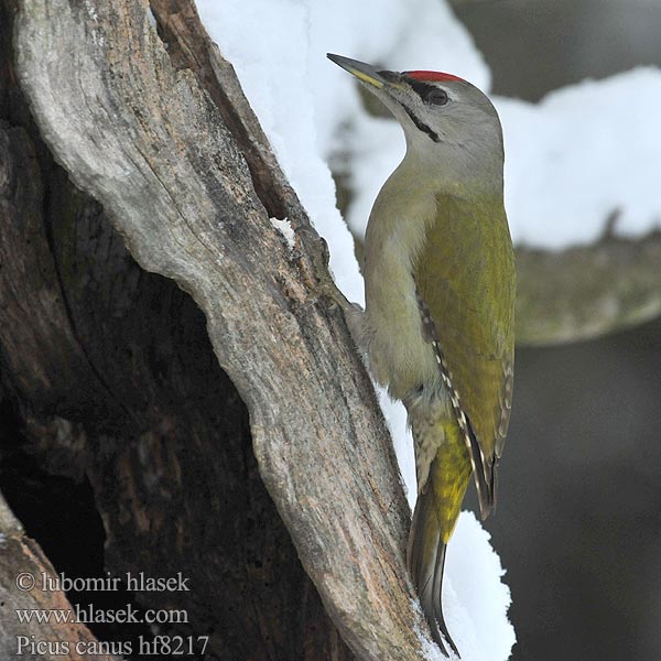 Picus canus Žluna šedá Grey-faced Woodpecker Grauspecht Pito Cano