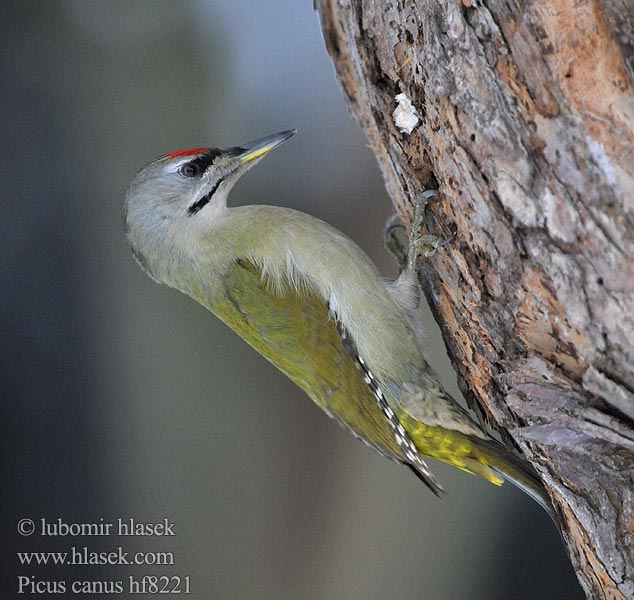 Picus canus Žluna šedá Grey-faced Woodpecker Grauspecht Pito Cano