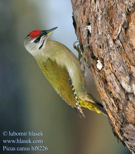 Picus canus Žluna šedá Grey-faced Woodpecker Grauspecht Pito Cano