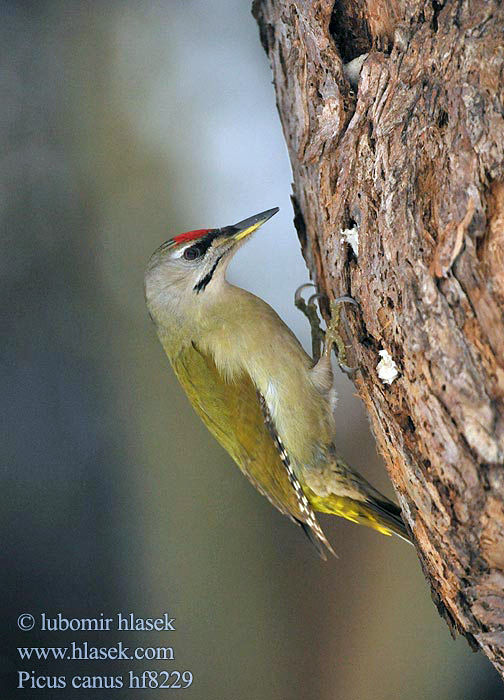 Picus canus Žluna šedá Grey-faced Woodpecker Grauspecht Pito Cano