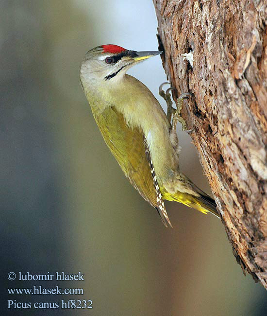 Picus canus Žluna šedá Grey-faced Woodpecker Grauspecht Pito Cano