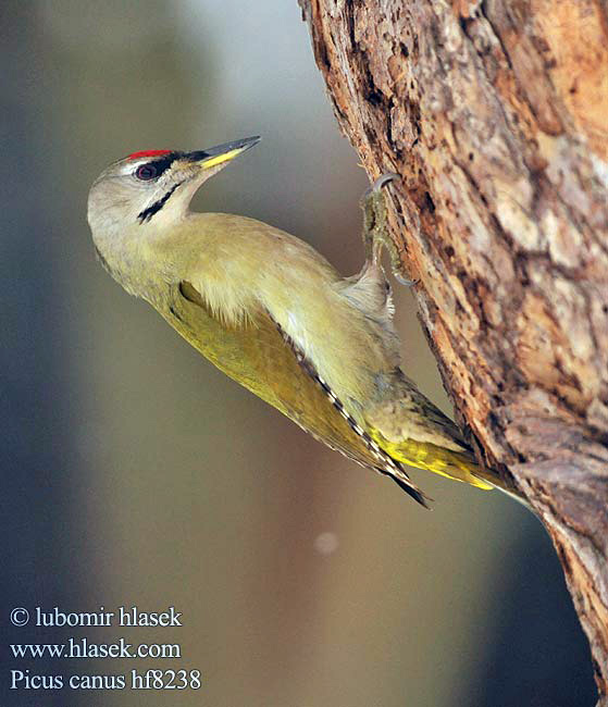 Picus canus Žluna šedá Grey-faced Woodpecker Grauspecht Pito Cano