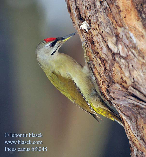 Picus canus Žluna šedá Grey-faced Woodpecker Grauspecht Pito Cano