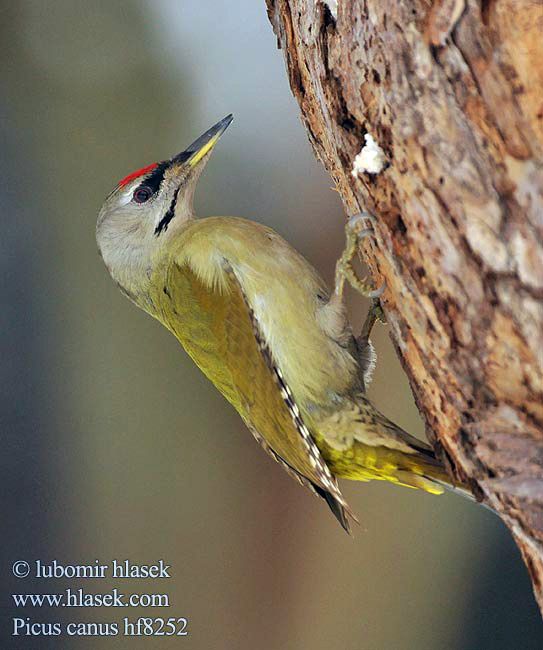 Picus canus Žluna šedá Grey-faced Woodpecker Grauspecht Pito Cano