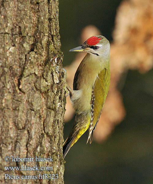 Picus canus Žluna šedá Grey-faced Woodpecker Grauspecht Pito Cano